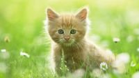 pic for Sweet Kitten In Grass 